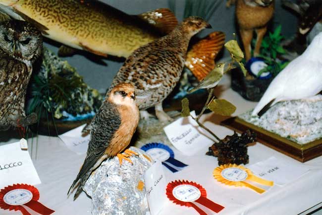 2004-falco cuculo